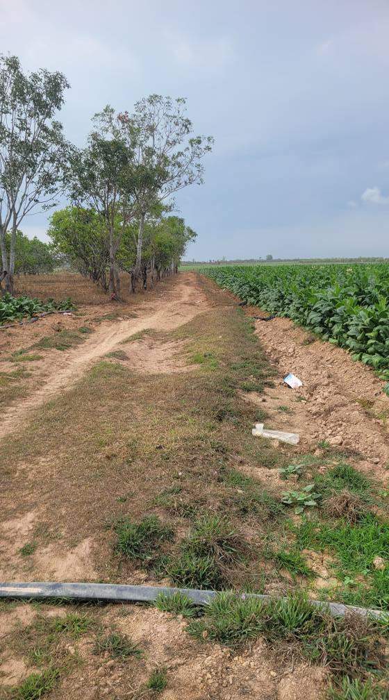 Bán Gấp 2ha Đất Farm Ea Lê, Đắk Lắk - Mặt Tiền Đường 160m, Giá 360 Triệu