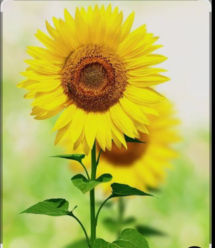 Đất nền Ea Tul Cư M'gar 350m² giá 6xx triệu - Sổ đỏ chính chủ