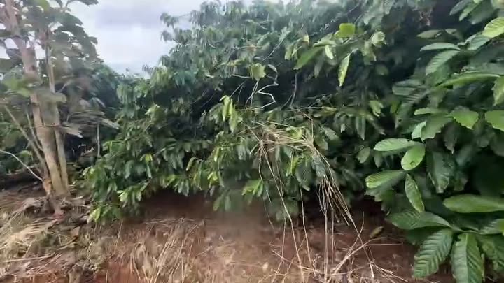 Đất vườn Cư M'gar 2.5ha giá 3.6 tỷ - Nghỉ dưỡng lý tưởng!