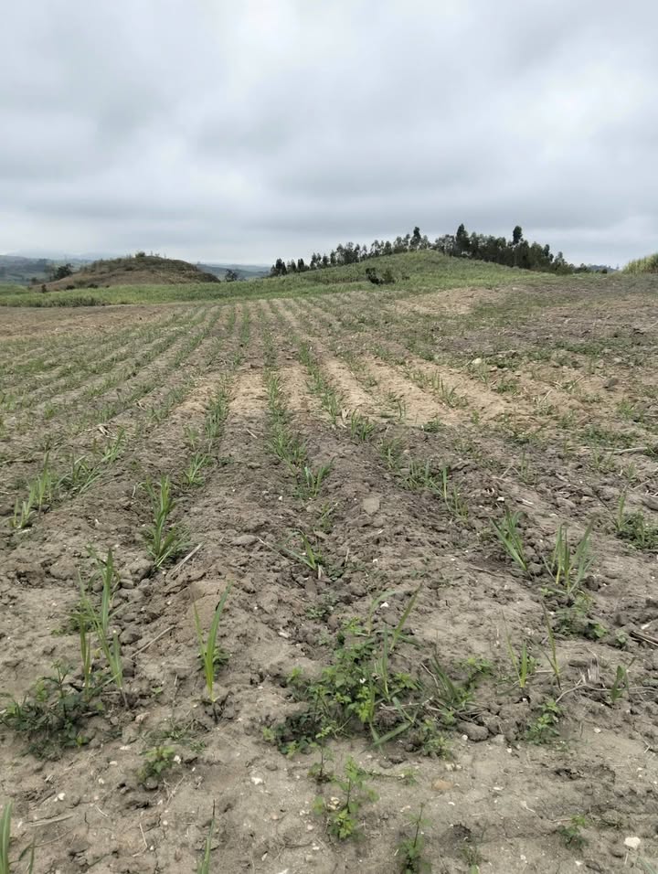 Bán Đất Farm Ea Sô Đắk Lắk 3.1ha - Sẵn Sàng Kinh Doanh Mía