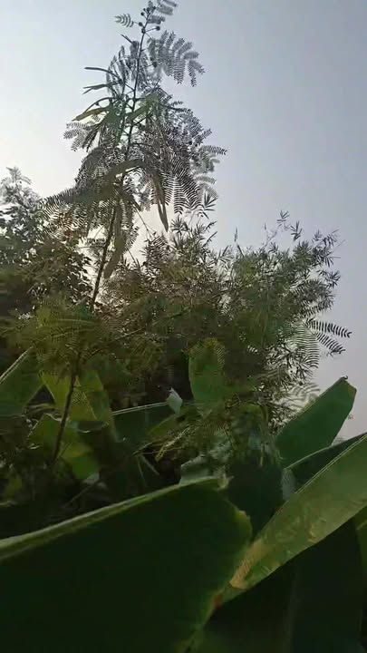 Đất nền 1215m² Sổ đỏ chính chủ - Cần Giuộc, Long An - Giá 7 tỷ