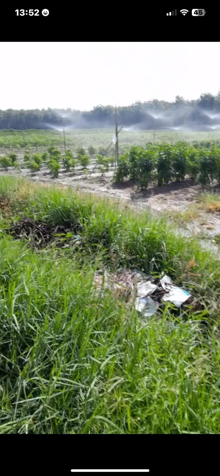 Đất vườn Tân Đông Thạnh Hóa 5000m² giá 1 tỷ - Nghỉ dưỡng lý tưởng!