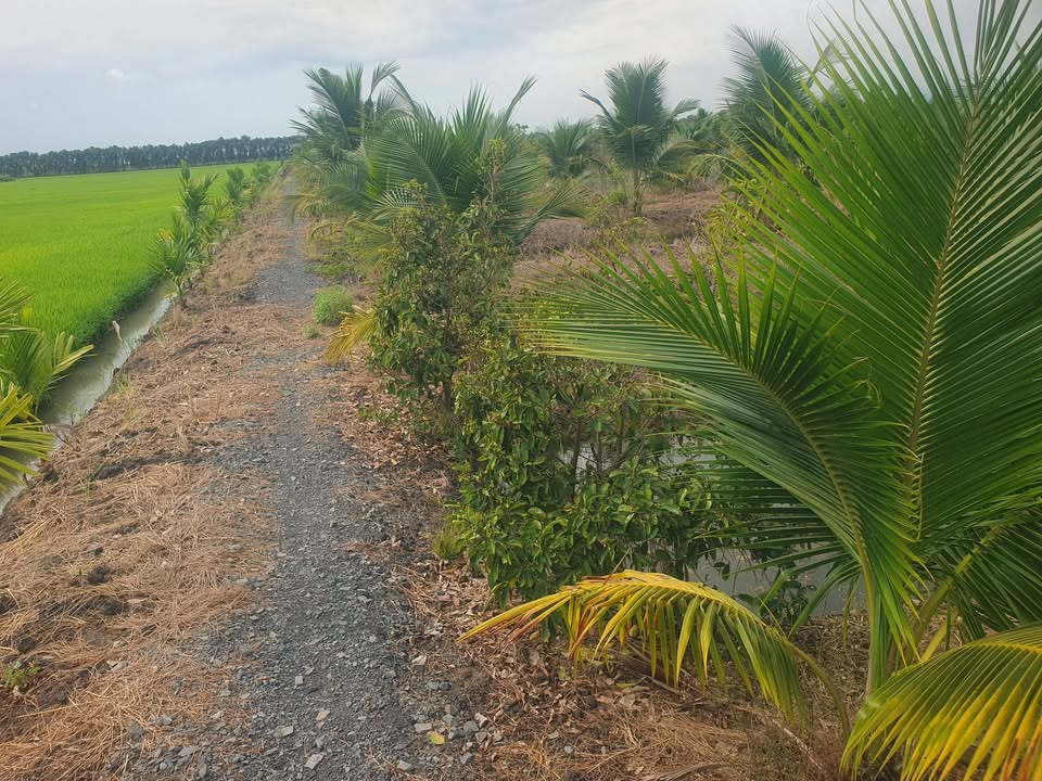 Bán Gấp Đất Vườn Long An 15.000m² - Sẵn Sàng Đầu Tư Sinh Lời