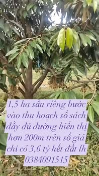 Đất vườn sầu riêng Bù Đăng 1.5ha giá 3.6 tỷ - Đầu tư sinh lời bền vững