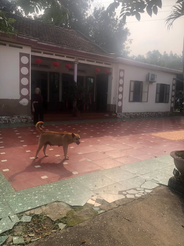 Đất nền Phù Ninh 1000m² giá 2 tỷ - Tiềm năng tăng giá vượt trội!