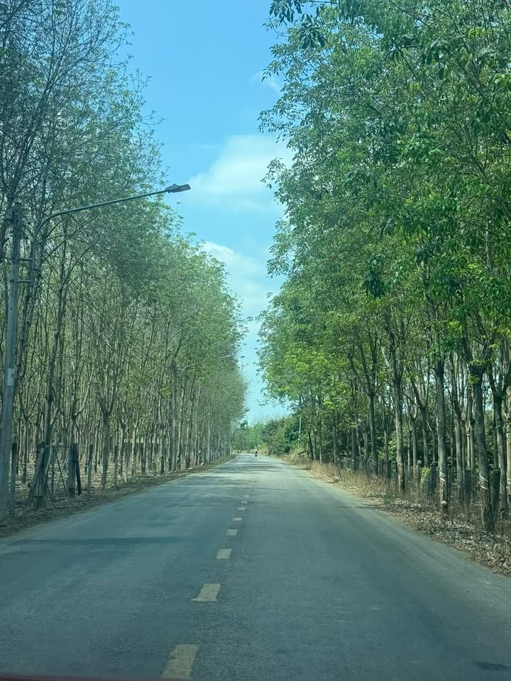 Đất vườn cao su DH 511 Phú Giáo 3000m² giá 3 tỷ - Đầu tư dài hạn!
