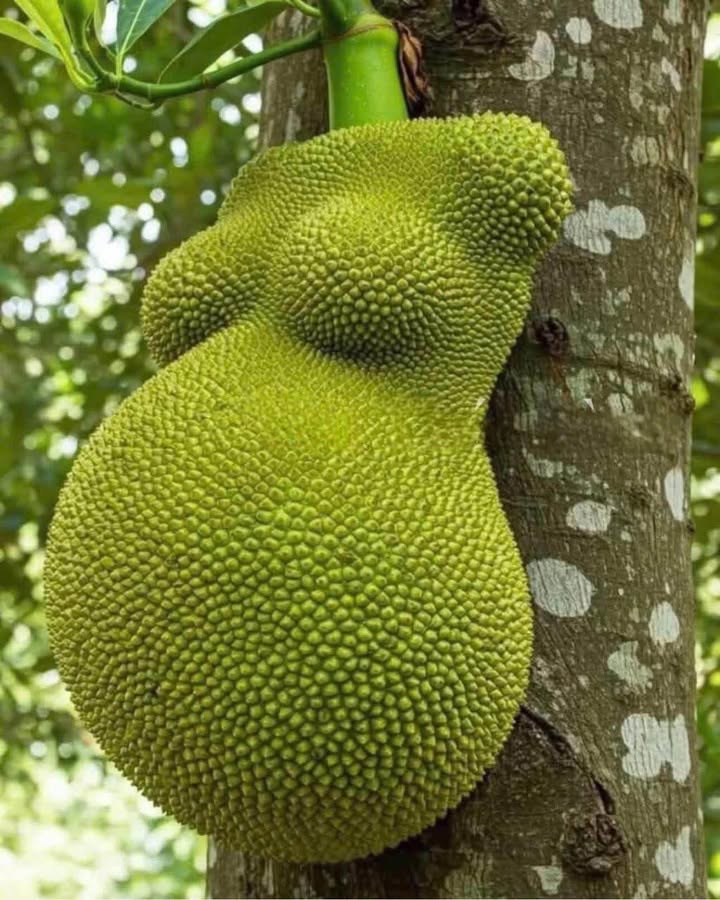 Đất nền Cổ Loa 245m² – Sổ đỏ chính chủ, tiềm năng sinh lời!