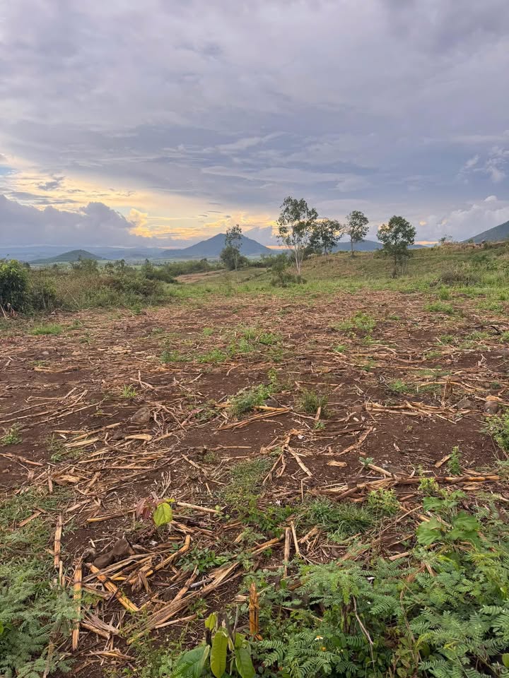 Đất Nền 2.5ha Xã Đắk Liêng, Lắk - Sổ đỏ chính chủ, 5 tỷ