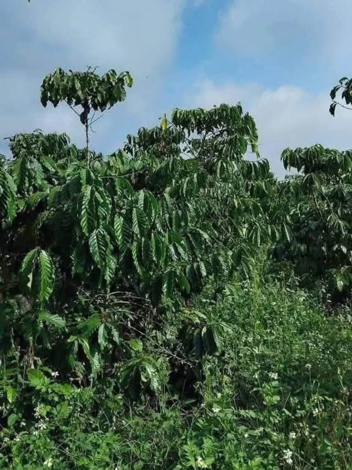 Đất nền Đà Lạt 3600m² giá 1.6 tỷ - Sổ đỏ chính chủ, đường ô tô tận vườn!