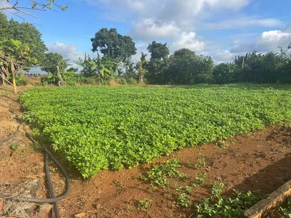 Đất Vườn 500m² Trung Tâm Quận 5 - Sổ Hồng Sẵn Sàng