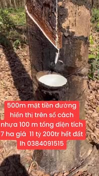 Bán Gấp Vườn Cao Su 7ha Mặt Tiền Đường 500m - Phú Riềng, Bình Phước