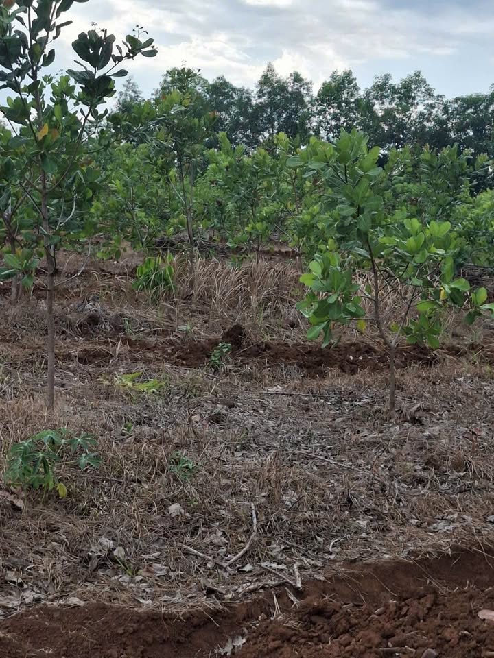 Đất vườn Huyện Chơn Thành, Bình Phước 1080m² - Giá đầu tư tốt