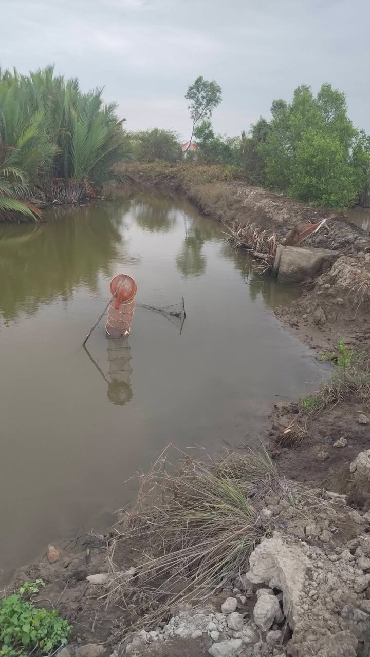 Bán Đất Vườn 16.000m² Sổ Hồng Tại Xã Hiệp Tùng, Năm Căn, Cà Mau - Giá 750 Triệu