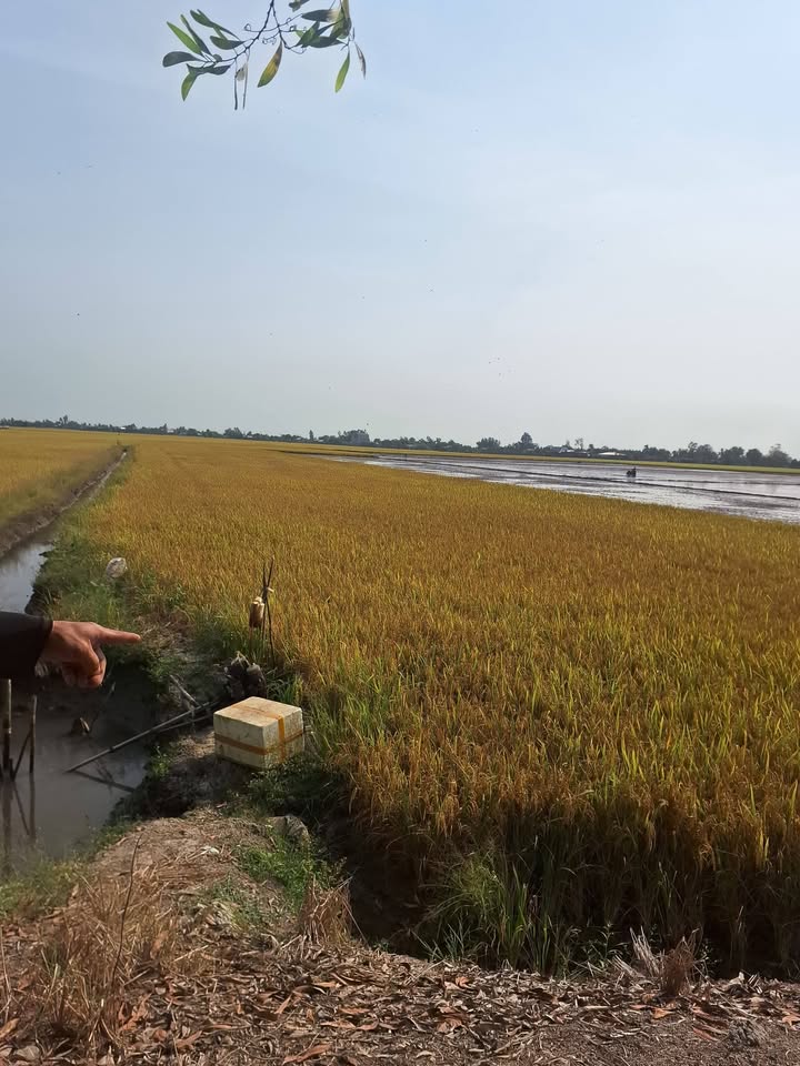 Bán Gấp 36.000m² Đất Lúa Sẵn Sổ, Vị Trí Đắc Địa Tân Thạnh, Long An