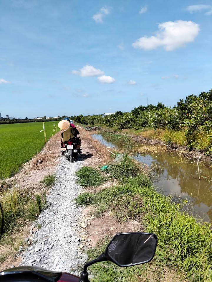 Bán Gấp 4200m² Đất Vườn Trồng Mít, Chôm Chôm - Châu Thành, Đồng Tháp