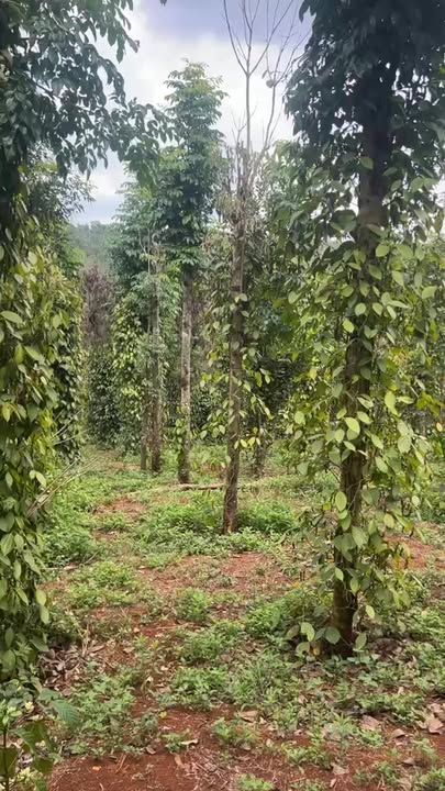 Đất Vườn Đắk Nông 1.3ha - 2.25 Tỷ, Full Tiêu, Sẵn Sàng Thu Hoạch