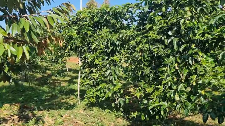 Farm Sầu Riêng 30ha Đăk Đoa, Gia Lai - Vườn Chuẩn Thái, Sẵn Sàng Thu Hoạch