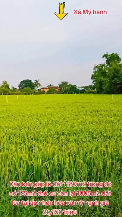 Đất nền Đức Hòa 1180m² sổ đỏ - Giá 2.15 tỷ, cơ hội đầu tư sinh lời