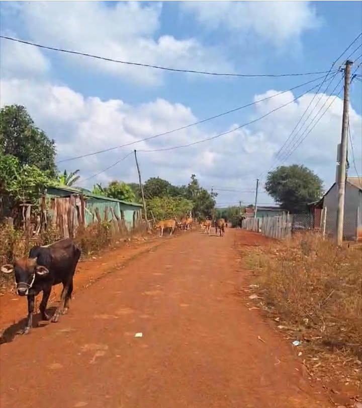 Đất thổ cư Lô góc 12000m² giá 370 triệu tại Chư Prông, Gia Lai - Cơ hội đầu tư sinh lời