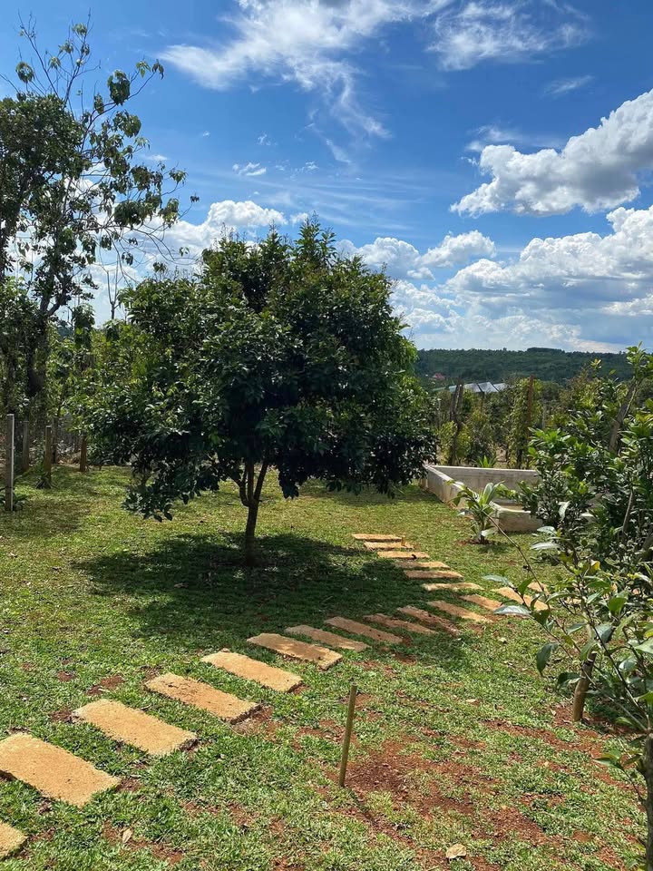 Đất Vườn Quảng Hoà 9000m² - Nghỉ Dưỡng Lý Tưởng!