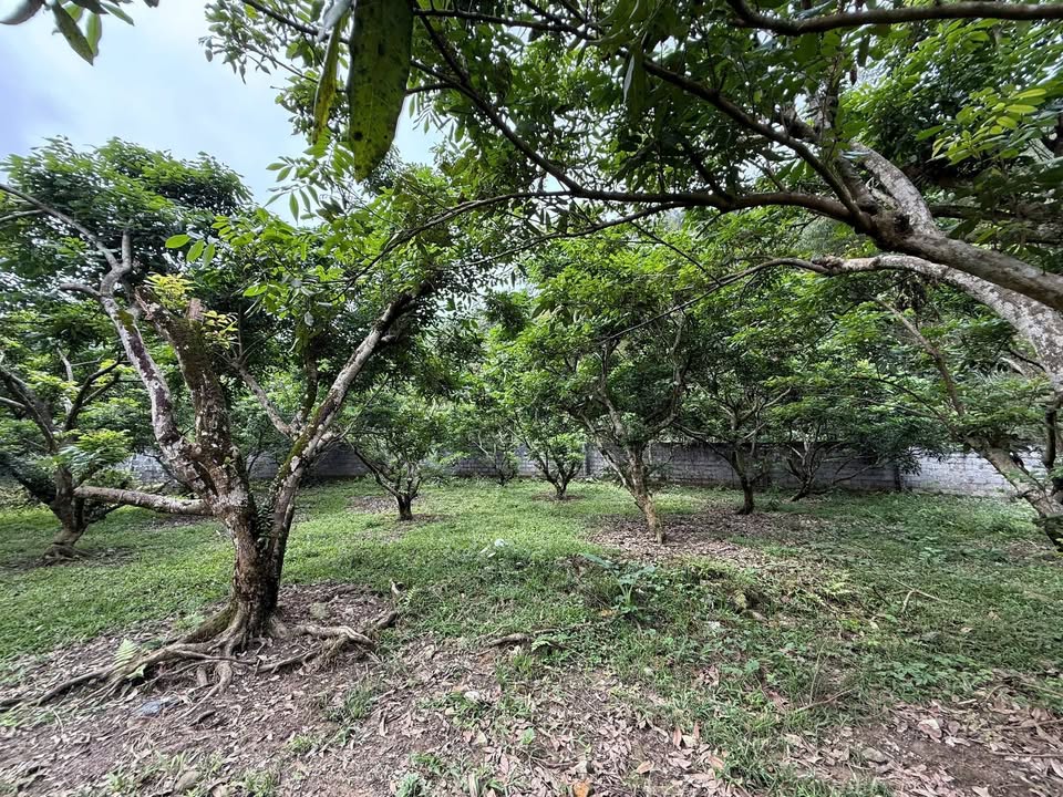 Đất nền Kim Bôi, Hòa Bình 1641m² - Sổ đỏ nét, tiềm năng sinh lời cao