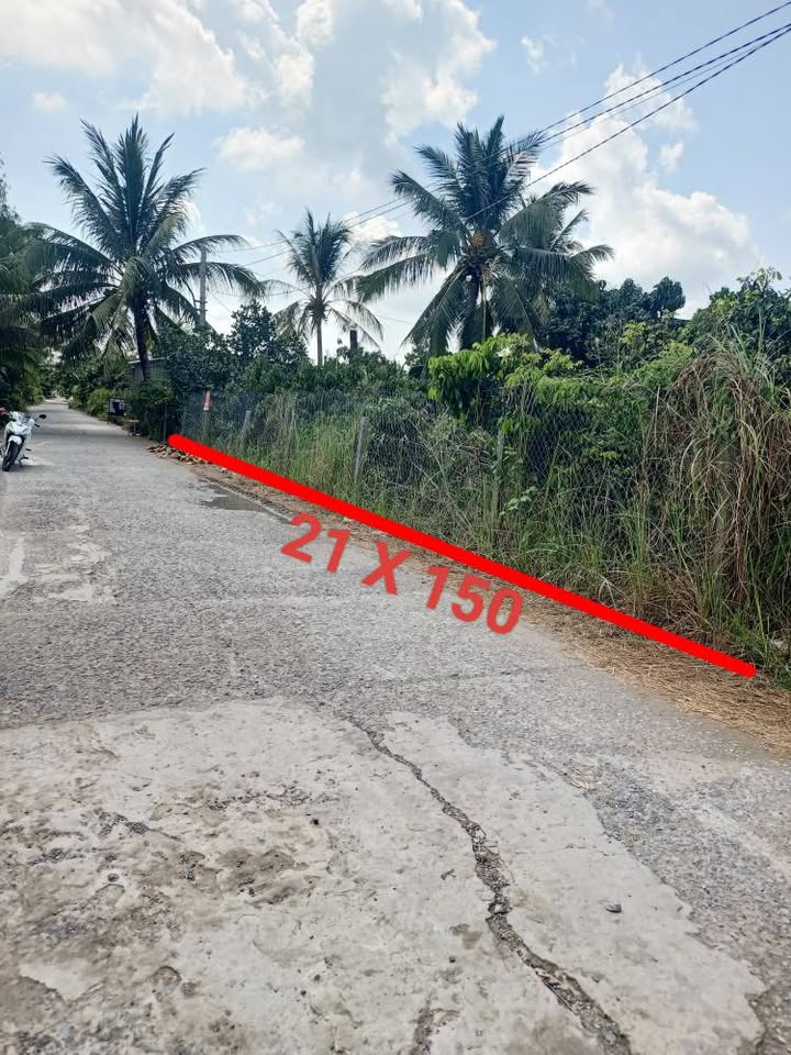 Bán Gấp Đất Vườn An Giang 3150m² - Trồng Nhãn Trĩu Quả, Sẵn Sàng Sang Tên