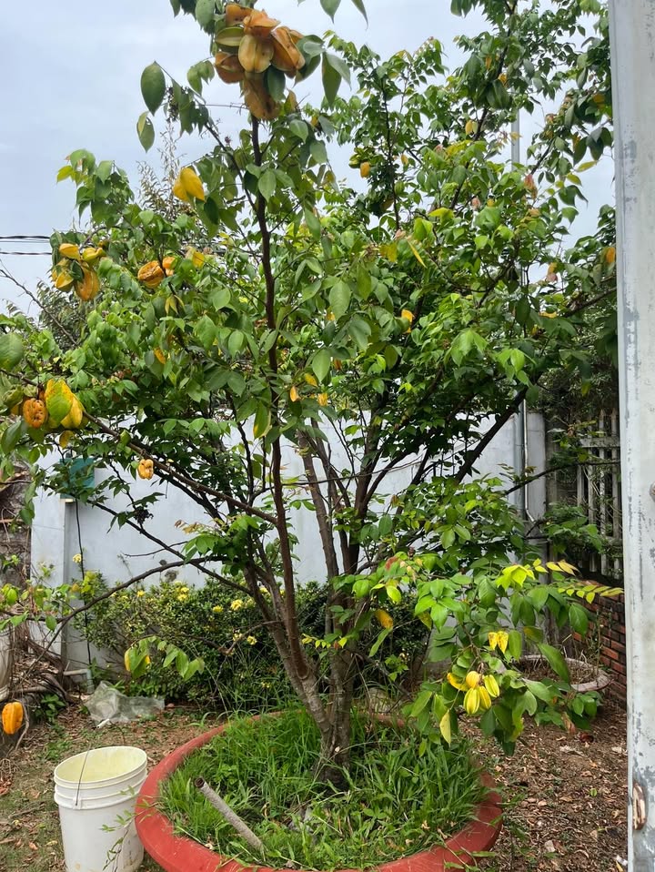 Bán Gấp Farm 1080m² Vườn CF, Cây Ăn Trái Tại Đại Lào, Bảo Lộc - Sổ Đỏ Giá 1.5 Tỷ