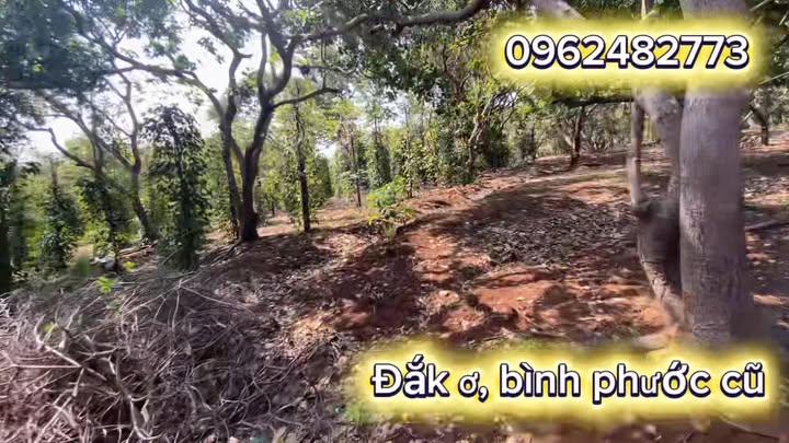 Đất Nông Nghiệp Cẩm Mỹ, Đồng Nai 1.46ha - Sổ Đỏ Chính Chủ!