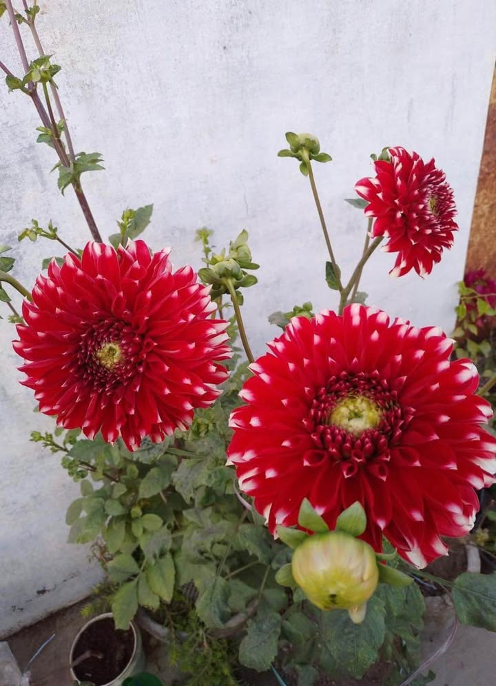 Đất nền Trảng Bom 310m² - Sổ đỏ chính chủ, xây dựng tự do!