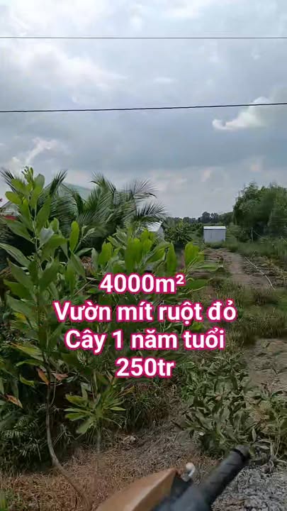 Đất Vườn 4000m² Thạnh Hoà, Tiền Giang - 1 Tỷ, Sẵn Vườn Mít Ruột Đỏ