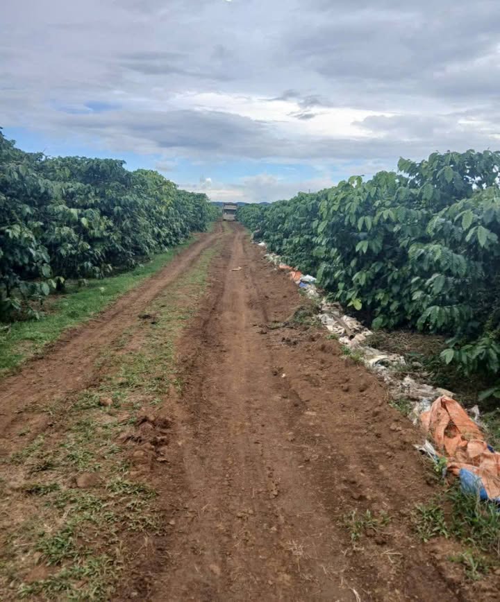 Đất nền Thôn 7 Lộc Quảng, Bảo Lâm 2.3ha - Đất thổ cư 100%!