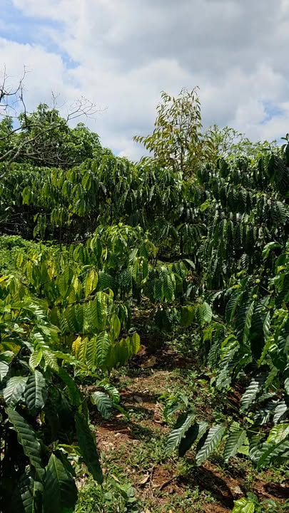 Bán Đất Vườn 12000m² Lộc An, Bảo Lâm - 7.8 Tỷ - Sầu Riêng Bao Đẹp