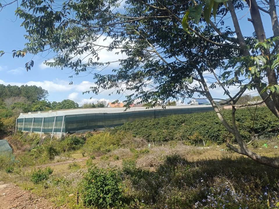 Đất Nền Đà Lạt 212m² Sổ Hồng Riêng - View Đỉnh, KDC Măng Lin