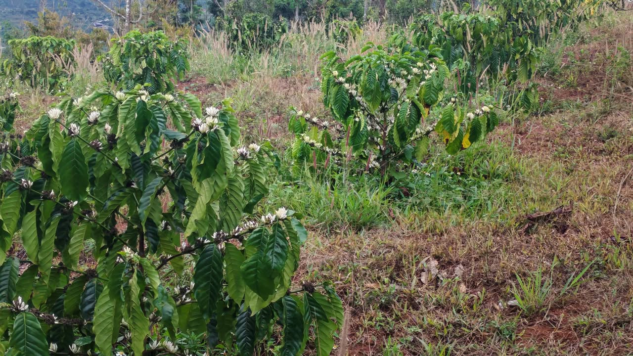 Đất nền 2.7ha Đắk Nông 3 tỷ - Sổ hồng chính chủ, đường xe hơi!