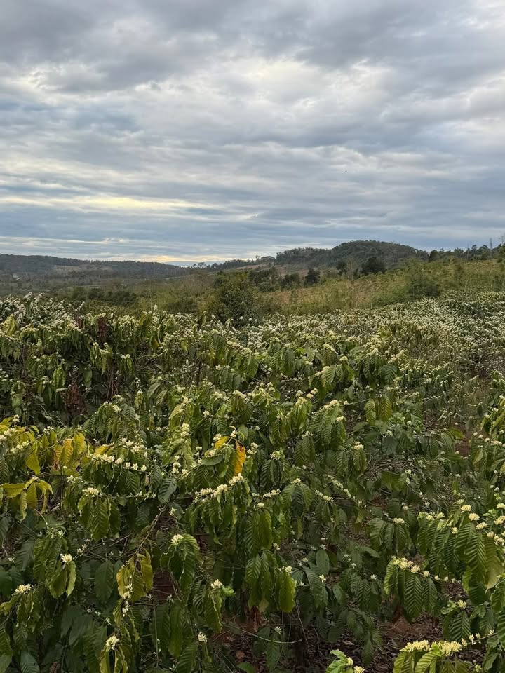 Bán Gấp Đất Vườn Đắk Nông 3.5ha - Vườn Cà Phê, Tiêu Kinh Doanh - Giá Đầu Tư 3 Tỷ TL