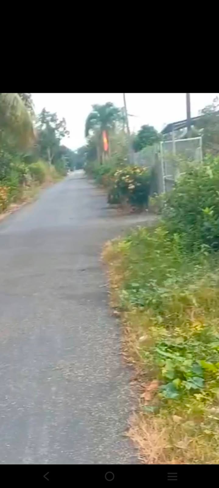 Vườn Sầu Riêng Thanh Bình, Đồng Tháp 12.000m² - Giá Đầu Tư Tốt!