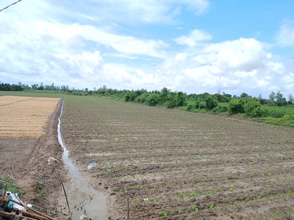 Đất nền Mỹ An Hưng A 7776m² 2.1 tỷ - Sổ đỏ chính chủ