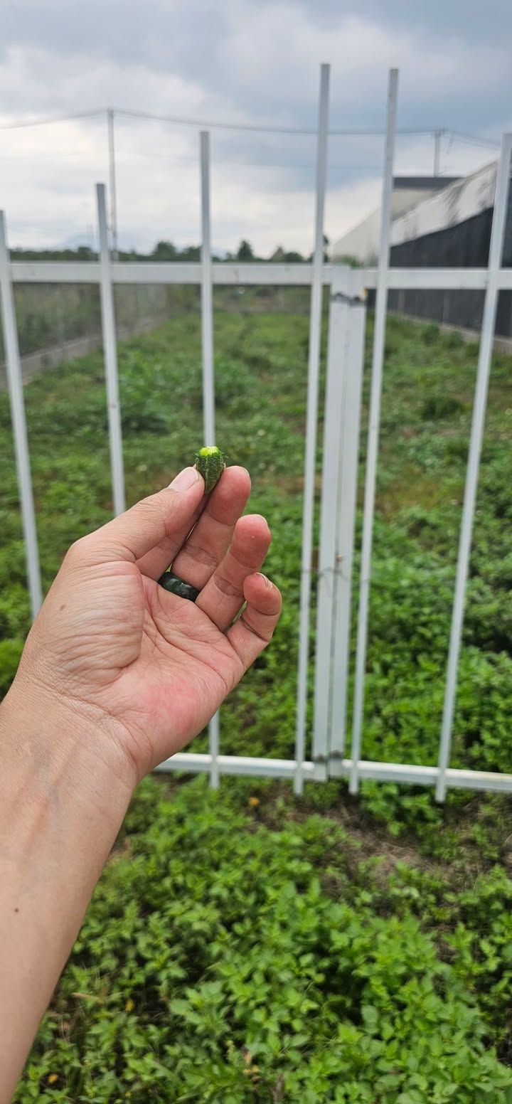 Nhà mặt tiền Quận 9 196m² giá 15 tỷ - Vị trí góc kinh doanh đắc địa