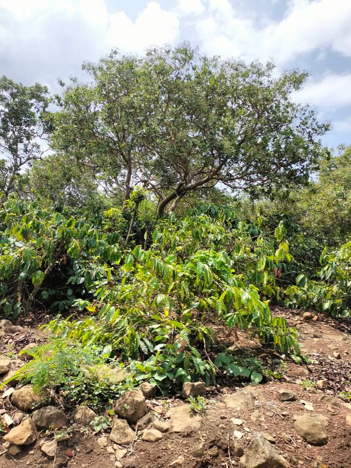 Bán Đất Vườn Đắk Lắk 2700m² - Giáp Suối, Giá 880 Triệu