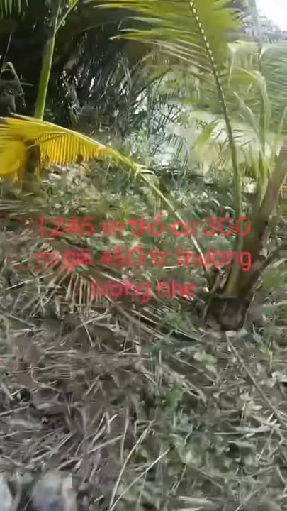 Bán Đất Nền Châu Bình Giồng Trôm 1246m² - 2 Mặt Tiền, Thổ Cư 300m² - Giá Tốt 450 Triệu