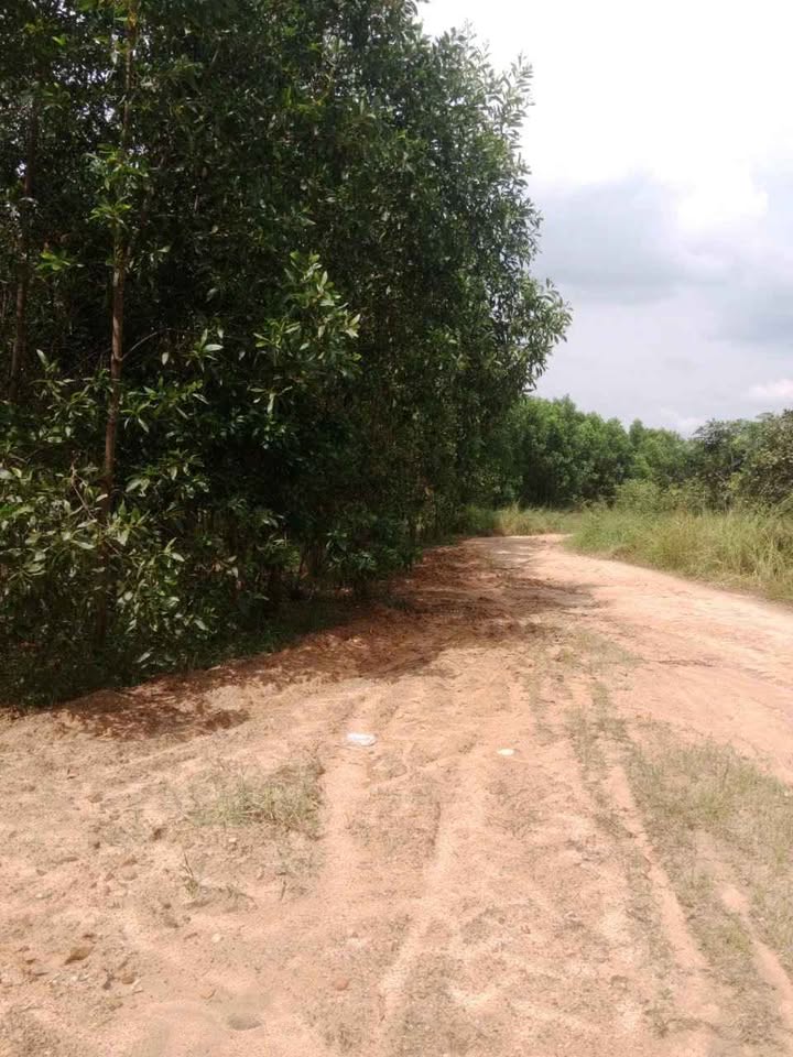 Đất Vườn Xã Tân Minh, Hàm Thuận Bắc 13.5ha - Đầu tư dài hạn!