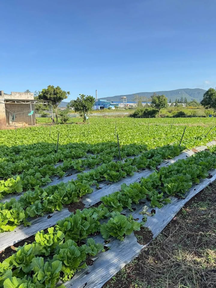 Đất nền Ka Đô 14400m² - Hạ tầng hoàn thiện, tiềm năng sinh lời!