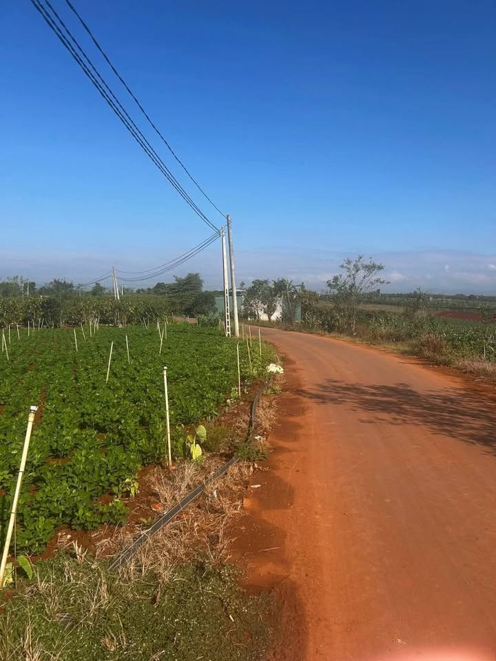 Đất nền Tân Hội, Đức Trọng 72m² thổ cư - Sổ đỏ chính chủ!