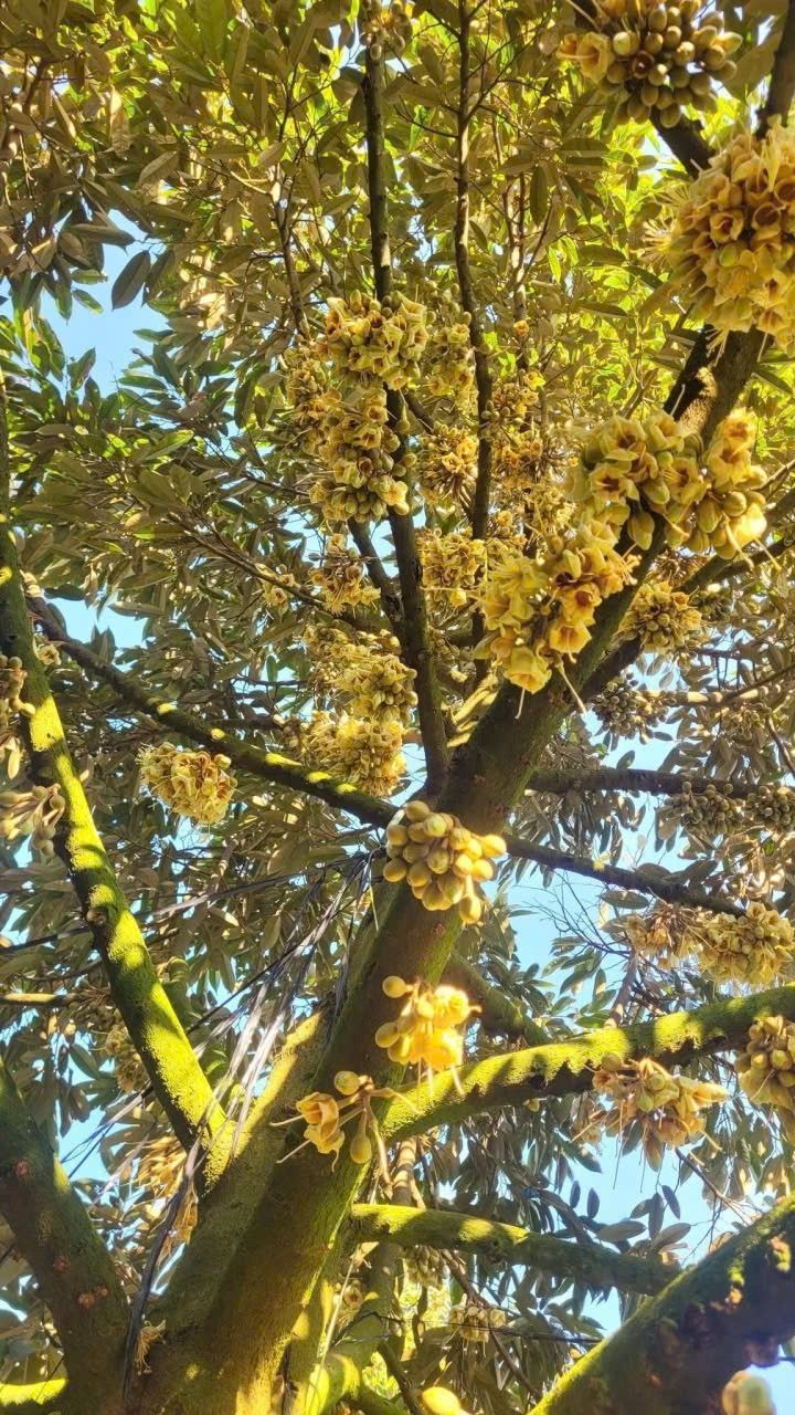 Vườn Sầu Riêng Định Quán, Đồng Nai - Cơ hội đầu tư dài hạn!