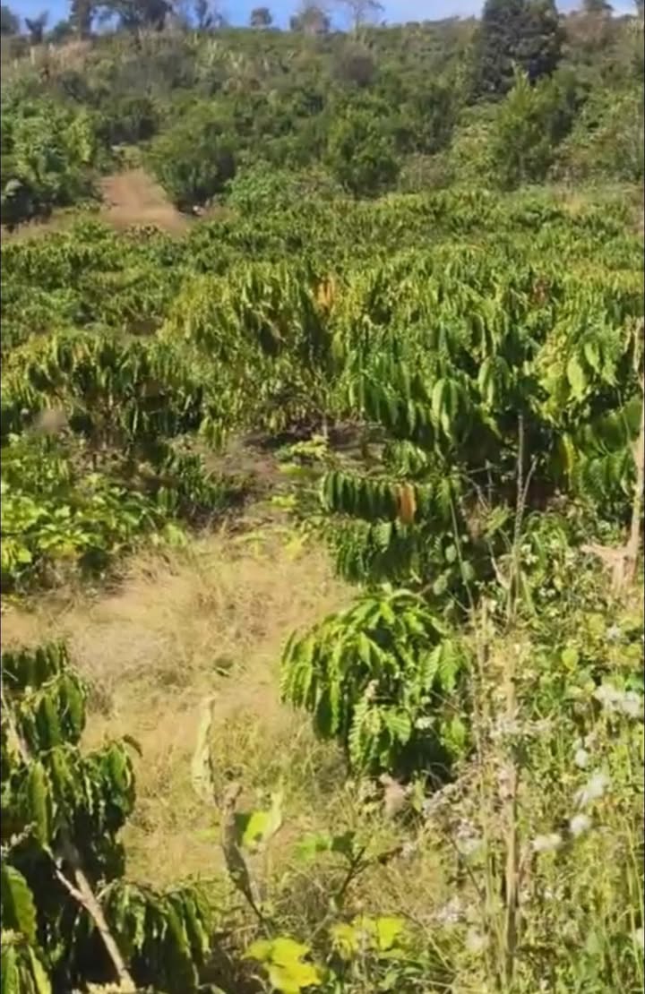 Bán Gấp Đất Vườn 8.6 Sào Đắk Lắk - Sổ Hồng Sẵn Sàng