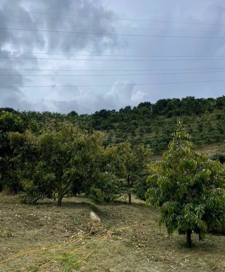 Đất nền Bình Chánh 9000m² - Sổ đỏ chính chủ, ô tô vào tận nơi!