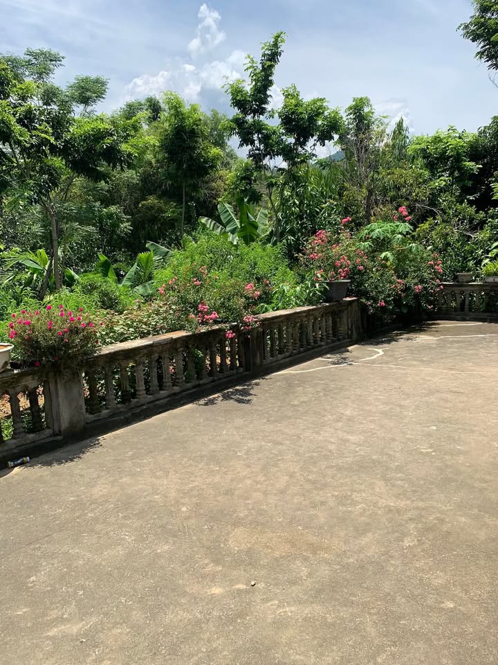 Bán trang trại Phố Ràng Bảo Yên 2ha hơn 2 tỷ - Nghỉ dưỡng lý tưởng!