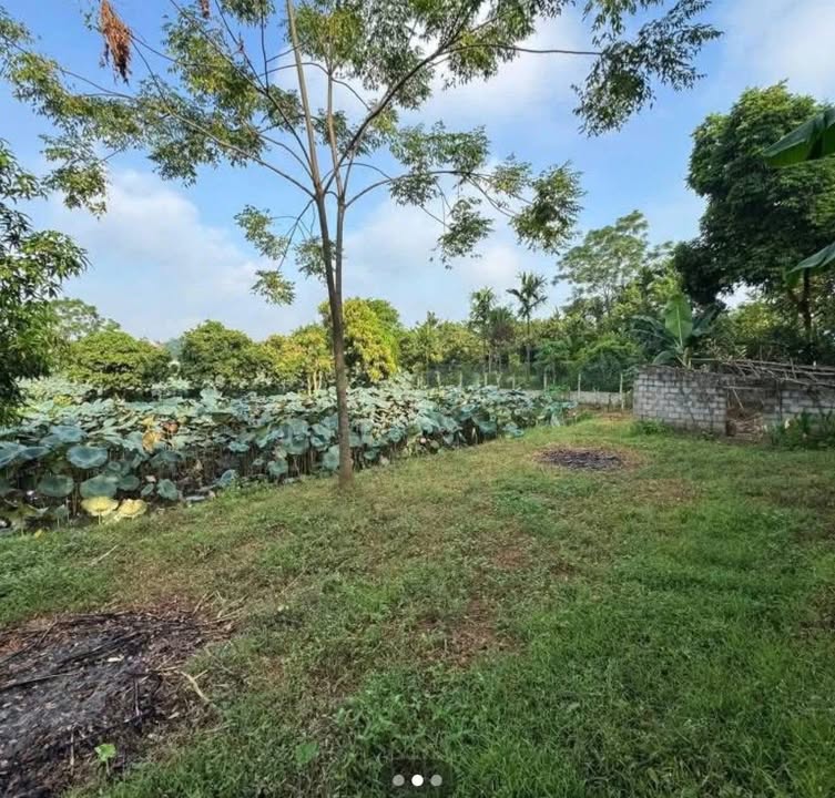 Bán Đất Ba Vì 537m² Thổ Cư 100m² - View Ao Sen Thanh Bình