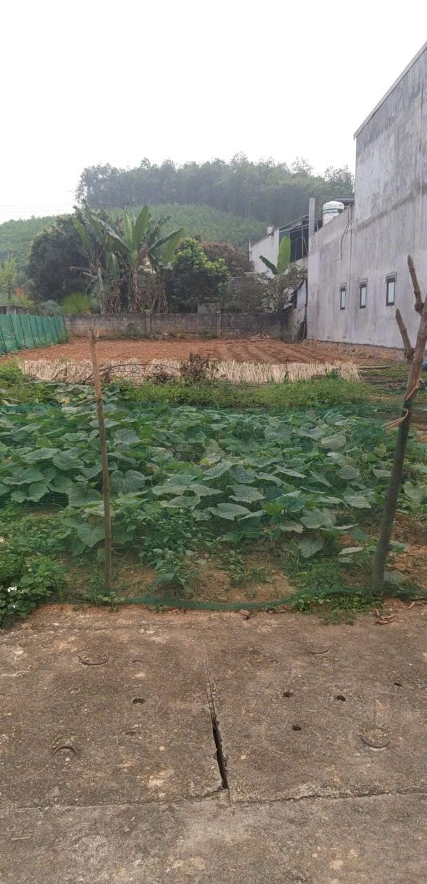 Đất thổ cư 225m² tại Chiêm Hóa, Tuyên Quang - Sổ đỏ sẵn sàng, vị trí đẹp