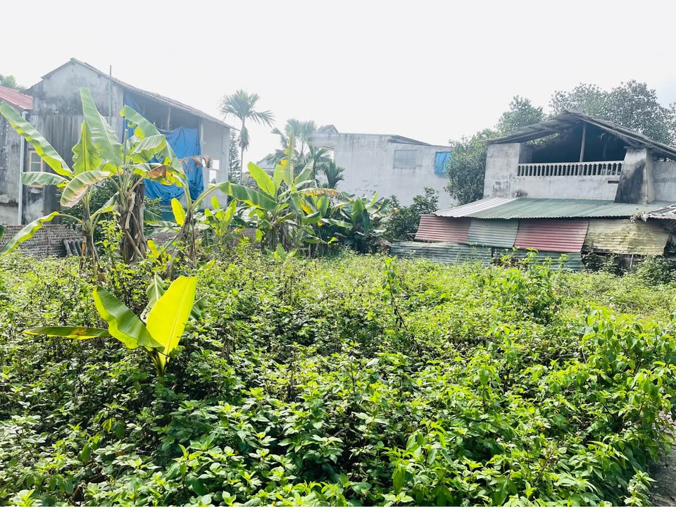 Đất nền Tổ dân phố 4, Ỷ La 160m² - Tiềm năng tăng giá vượt trội!